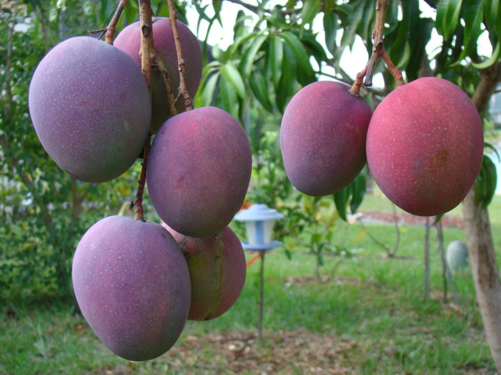 Temporada de mango tipos y variedades