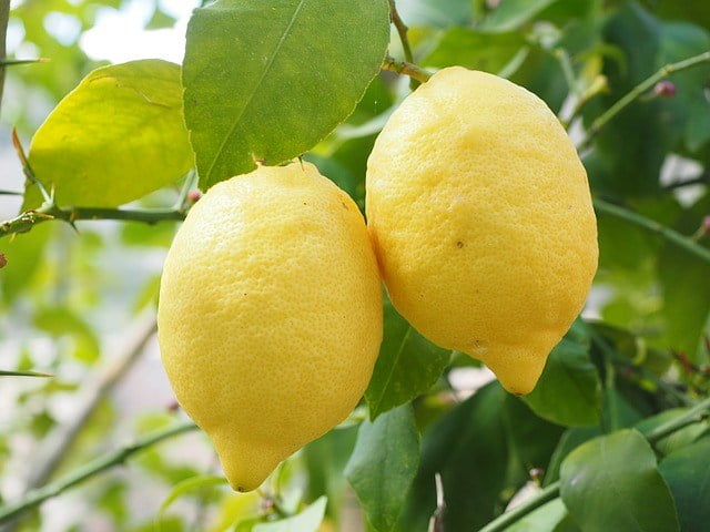 limon por l