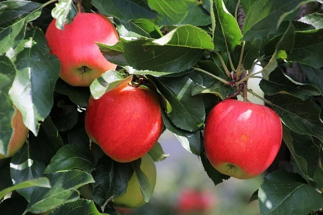 manzanas en arbol
