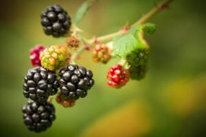 moras